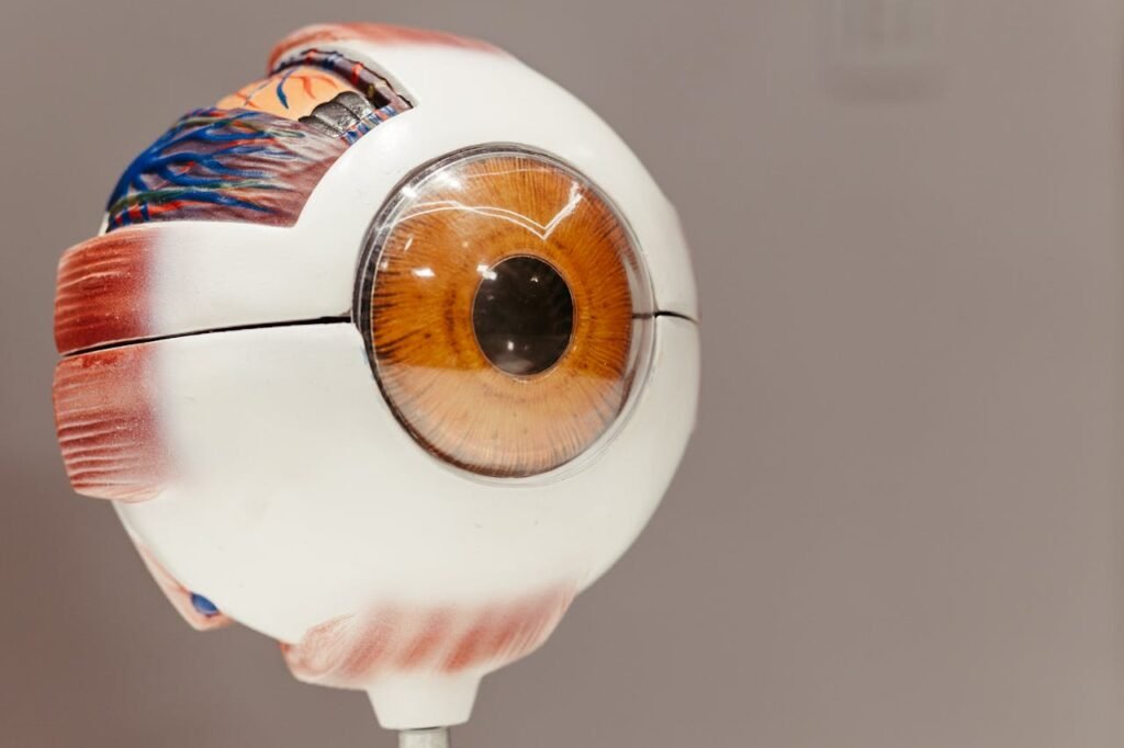 Close-up of an anatomical eye model, showcasing detailed features on a gray background.