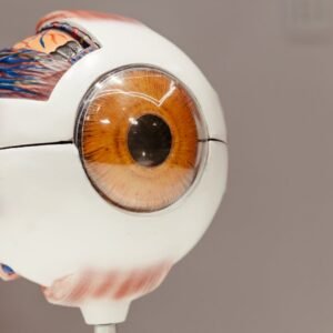Close-up of an anatomical eye model, showcasing detailed features on a gray background.